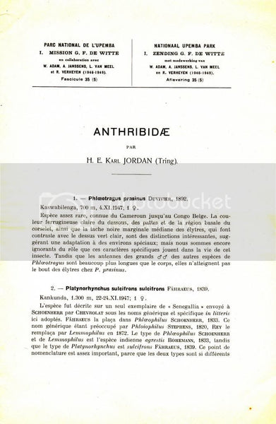 Anthribidae