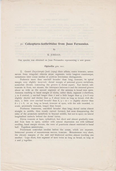 Coleoptera-Anthribidae from Juan Fernandez