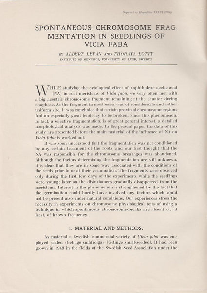 Spontaneous Chromosome Fragmentation in Seedlings of Vicia Faba