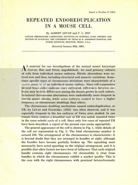 Repeated Endoreduplication in a Mouse Cell