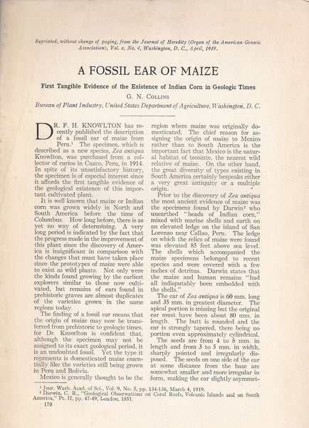 A Fossil Ear of Maize