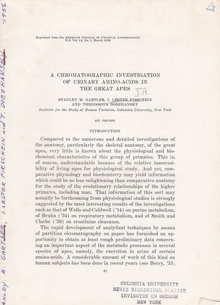 A Chromatographic investigation of Urinary Amino-Acids in the Great Apes