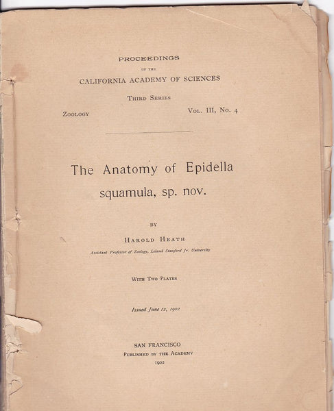 The Anatomy of Epidella Squamula, Sp. Nov.