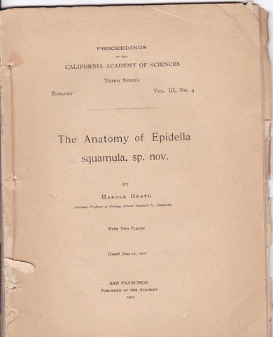 The Anatomy of Epidella Squamula, Sp. Nov.