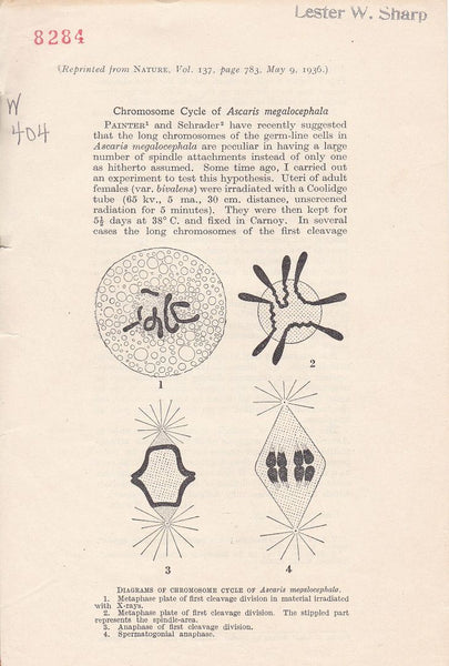 Chromosome Cycle of Ascaris Megalocephala