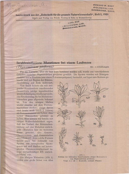 Strahleninduzierte, Mutationen bei einem Laubmoos (Physcomitrium piriforme)  by Barthelmess, A.