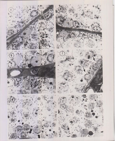 Characterization of Rat Spermatocytes After Plastic Embedding  by Russell, L., B. Frank