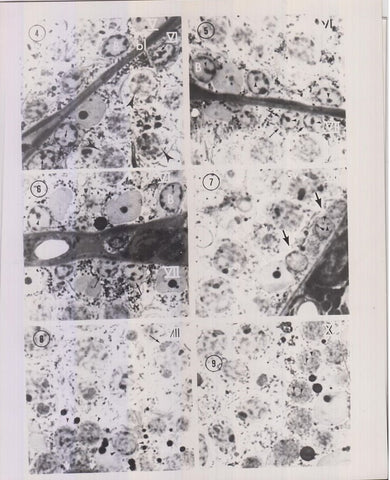 Characterization of Rat Spermatocytes After Plastic Embedding  by Russell, L., B. Frank
