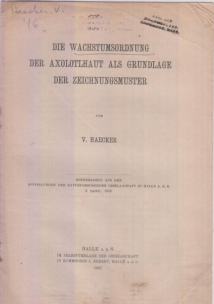 Die Wachstrumsordnung der Axolotlhaut Aals Grundlage der Zeichnungsmuster  by Haecker, V.