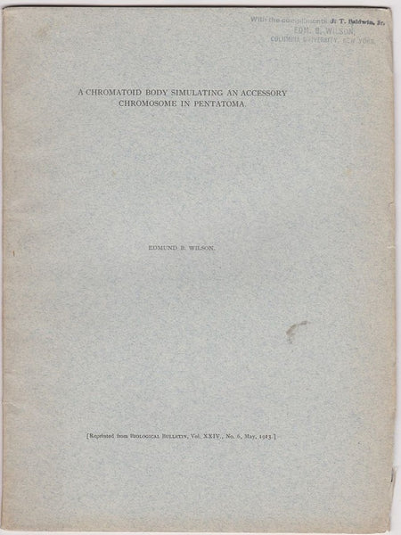 A Chromatoid Body Simulating an Accessory Chromosome in Pentatoma
