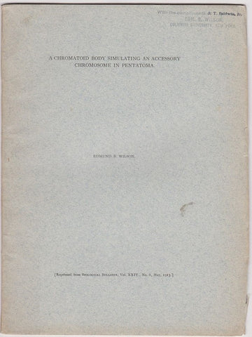 A Chromatoid Body Simulating an Accessory Chromosome in Pentatoma