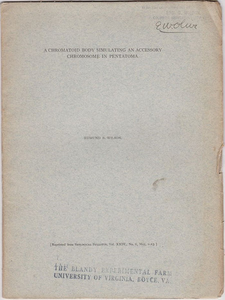 A Chromatid Body Simulating an Accessory Chromosome in Pentatoma
