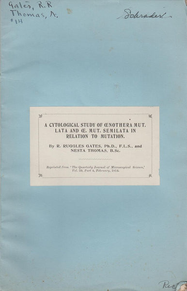 A Cytological Study of Cenothera Mut. Lata and Ce. Mut. Semilata in Relation to Mutation