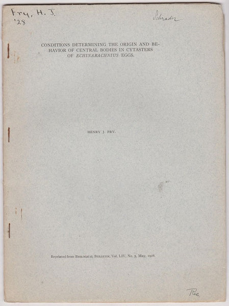 Conditions Determining the Origin and Behavior of Central Bodies in Cytasters of Echinarachnius Eggs
