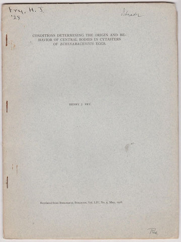 Conditions Determining the Origin and Behavior of Central Bodies in Cytasters of Echinarachnius Eggs