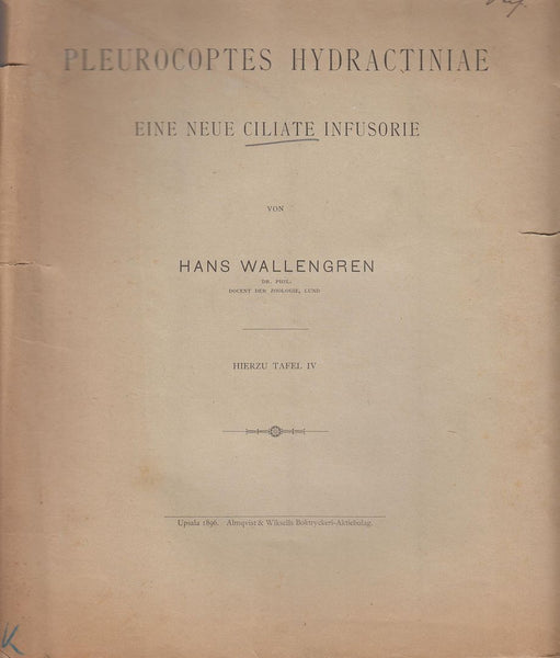 Pleurocoptes Hydactiniae eine Neue Ciliate Infusorie