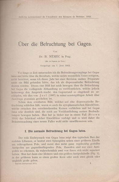 Uber die Befruchtung bei Gagea