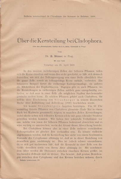 Uber die Kernteilung bei Cladophora