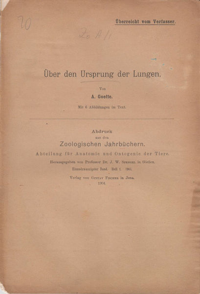 Uber den Ursprung der Lungen