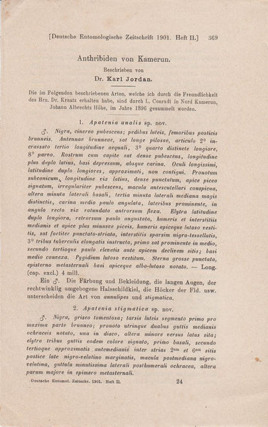 Anthribiden von Kamerun