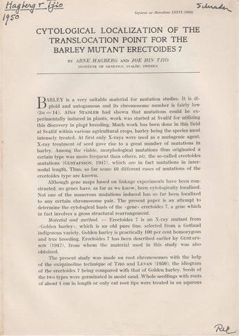 Cytological Localization of the Translocation Point for the Barley Mutant Erectoides 7