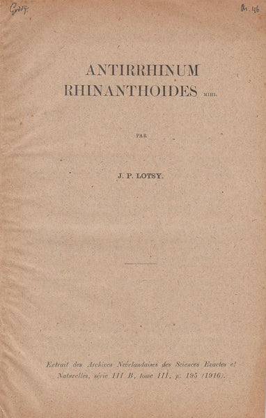 Antirrhinum Rhinanthoides