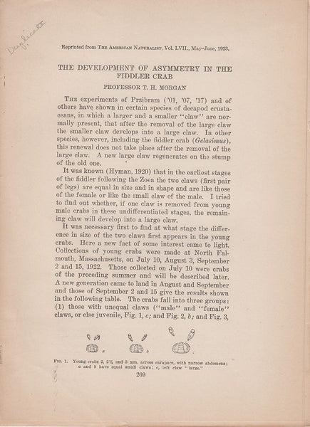 The Development of Asymmetry in the Fiddler Crab