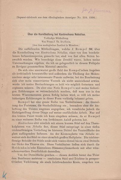 Uber die Kerntheilung bei Kentrochona Nebaliae