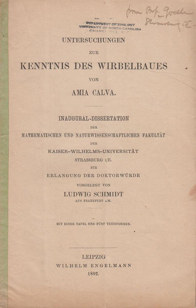Untersuchungen zur Kenntnis des Wirbelbaues von Amia Calva