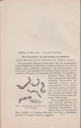 Uber Chromosomen- und Sporenbildung bei Radiolarien