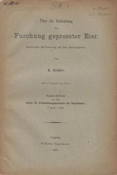 Uber die Bedeutung der Furchung gepresster Eier