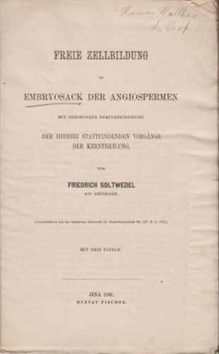 Freie Zellbildung im Embryosack der Angiospermen