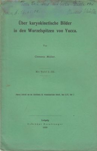 Uber Karyokinetische Bilder in den Wurzel spiten von Yucca