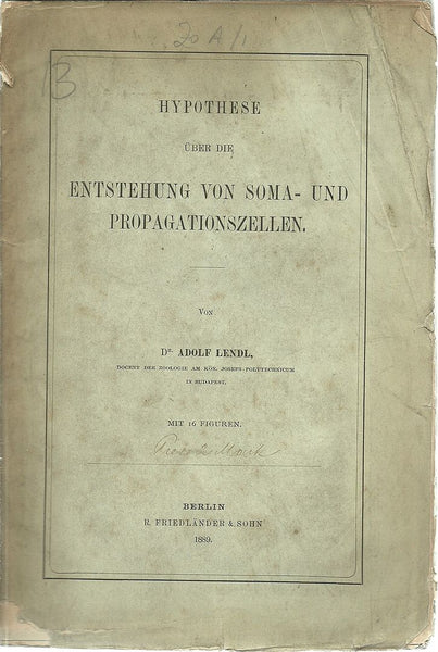 Hypothese uber die Entstehung von Somaund Propagationszellen