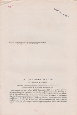 A Case Of Polyploidy In Diptera