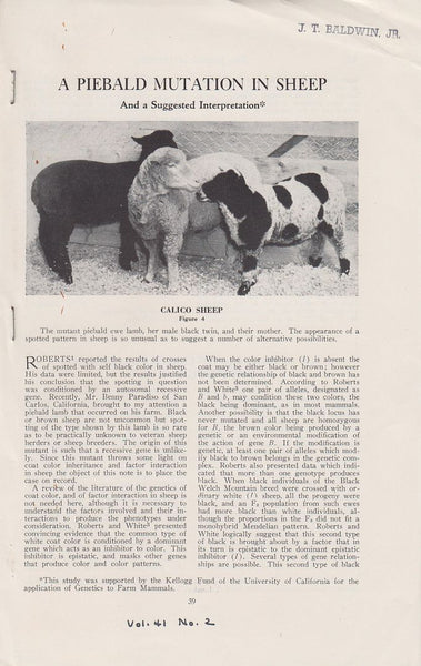 A Piebald Mutation In Sheep And a Suggested Interpretation