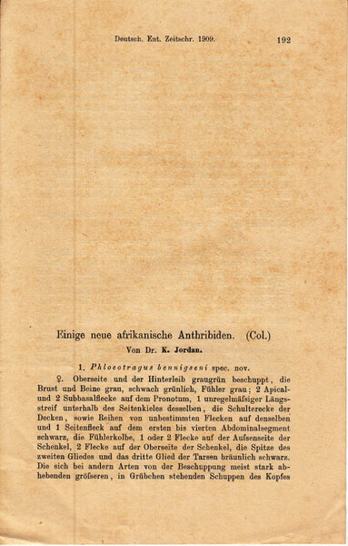 Einige neue afrikanische Anthribiden