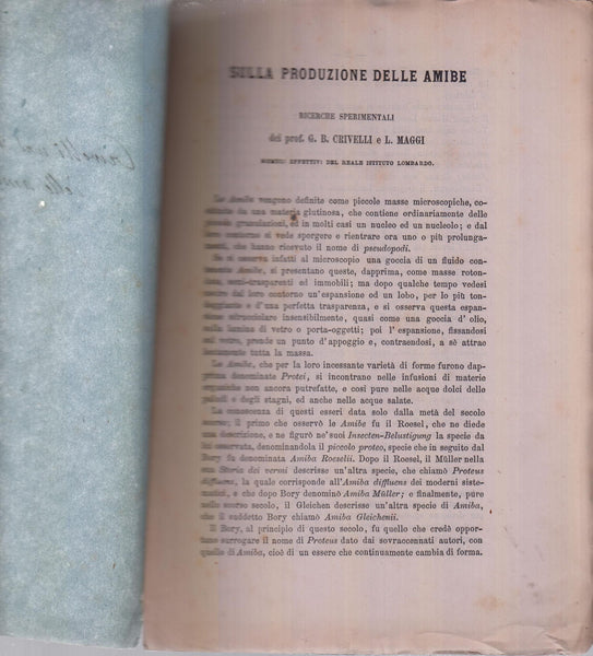Sulla Produzione Delle Amibe