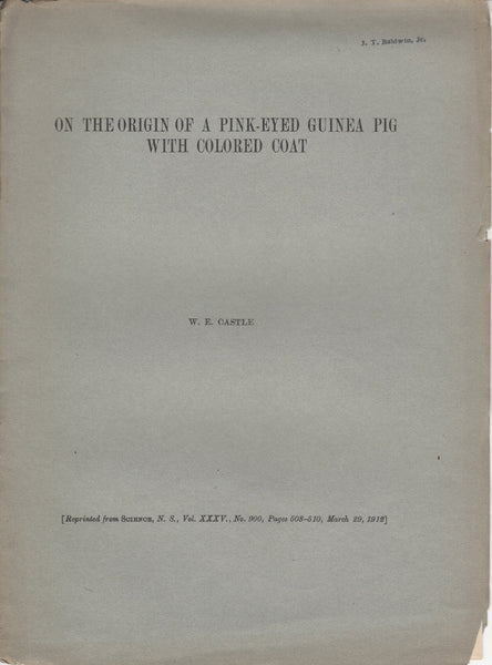 On the Origin of a Pink-Eyed Guinea Pig with Colored Coat