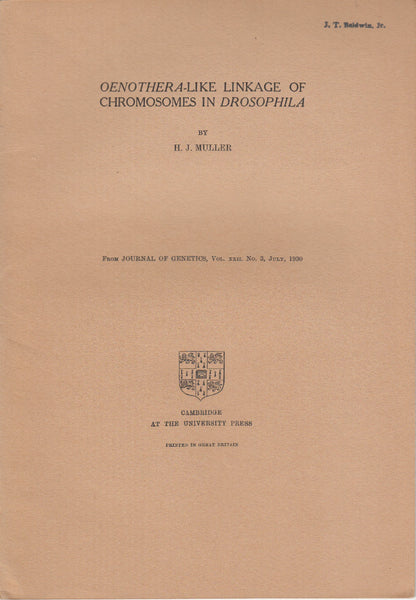 Oenothera-Like Linkage of Chromosomes in Drosophila