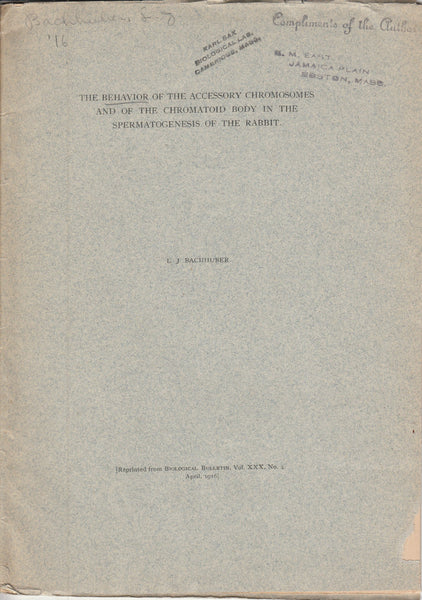 The Behavior of the Accessory Chromosomes and of the Chromatoid Body in the Spermatogenesis of the Rabbit