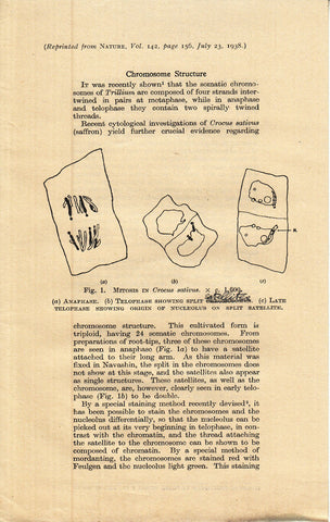 Chromosome Structure