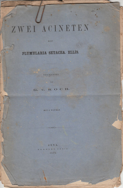 Zwei Acineten auf Plumularia Setacea. Ellis.